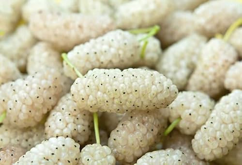 Nuovo semi di frutti di lampone giallo chiaro 100 pezzi
