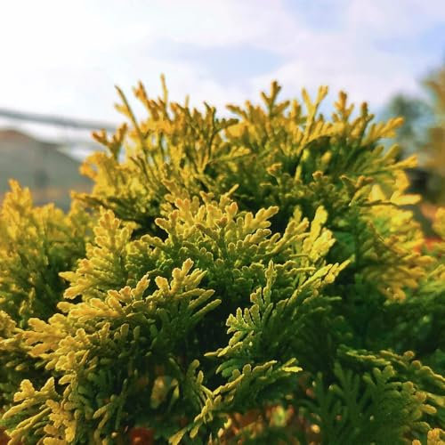 semillas del árbol de la vida, semillas reales de plantas interior tuya occidentalista plantación árboles bonsái plantas balcón, bonsái exóticas resistentes árboles perennes 80pcs