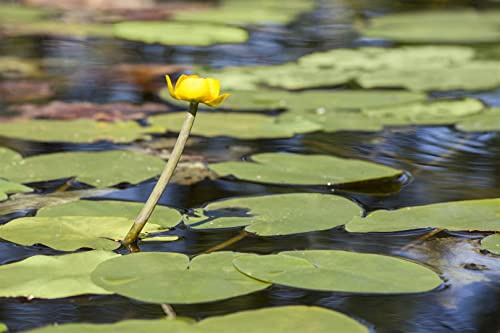 Nuphar lutea 11x11 cm Topf – Winterhart, Mehrjährig, Pflegeleicht – Gelbe Teichrose – Teichpflanze für Gartenteich & Flachwasser