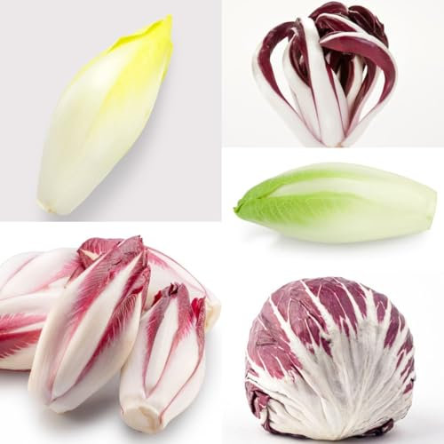 500 piezas Semillas de achicoria - Radicchio - semillas hortalizas decoración del balcón decoración vegetal Semillas de Achicoria Orgánicas hortalizas de invierno semillas plantación