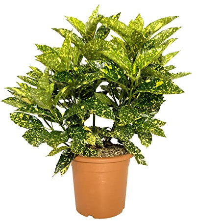 KENTIS - Aucuba Japonica Crotonifolia - Piante da Esterno Vere Resistenti - H 60-80 cm Vaso Ø 24 cm