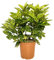 KENTIS - Aucuba Japonica Crotonifolia – Strauch Pflanzen für Garten – Hoch 60-80 cm Topf Ø 24 cm