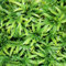 Kunstpflanze Bambus/Cannabis/Weinrebe 30-60 cm - Hängepflanze für Terrarien - Terrarium Plants (Cannabis/Hanf, small)
