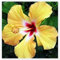 Hibiskus - seltene Farbe, winterharte mehrjährige Zwiebelpflanze, ausgezeichnete Zierblume, Landschaftsblume, für den Innen- und Außenbereich geeignet