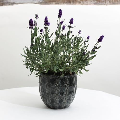 Pianta di lavanda, vaso per piante, vaso da fiori, vaso in ceramica, interno, casa, casa, fioriera rotonda, ondulazione blu scuro