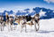 wandmotiv24 Fototapete Schlittenhunde in Speed Racing, XL 350 x 245 cm - 7 Teile, Wanddeko, Wandbild, Wandtapete, Sport, Hunde, Husky M0559