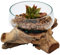 Casa Moro Vase en verre sur bois de racine - Diamètre : 20 m - Hauteur : 10 cm - En verre recyclé et bois de teck - Fait à la main - Extravagant - Vase décoratif naturel - A41
