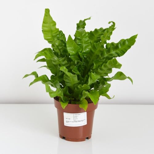 Asplenium nidus Crispy Wave Fern Plant - Striking Wavy Foliage, Excellent Air Purifier, Ideal for Bathrooms - 12cm Pot, Thompson & Morgan