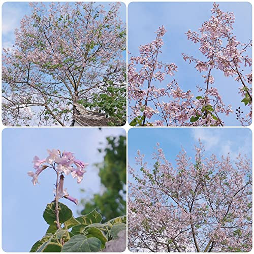 kiribaum samen kaufen,Paulownia tomentosa,kiri baum baumsamen,bonzai gartengeschenke historisches saatgut garten hochbeet baum garten geschenke 50 Stück