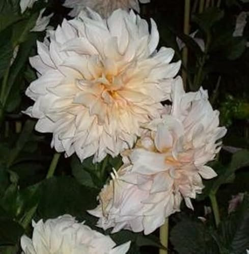 Dahlienknolle : Dahlia - Riesenschmuckdahlie Cafe au Lait 1 Knolle/Rhizom