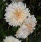 Dahlienknolle : Dahlia - Riesenschmuckdahlie  Cafe au Lait  1 Knolle/Rhizom