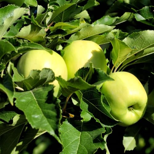 Apple ‘Golden Delicious’ Tree – Hardy Dessert & Cooking Apple, High-Yielding, Partially Self-Fertile, Pollination Group 4, Home Garden Fruit Tree, 12 Litre Pot x1, by Thompson & Morgan