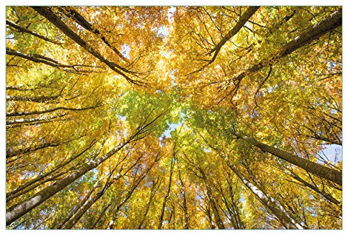 Wallario Küchenrückwand selbstklebend 90 x 60 cm, Motiv: Goldener Herbst - Bunte Blätter von unten betrachtet | Spritzschutz abwischbar & pflegeleicht