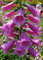 250 Körner Digitalis Purpurea (Fingerhut, Fingerhut)