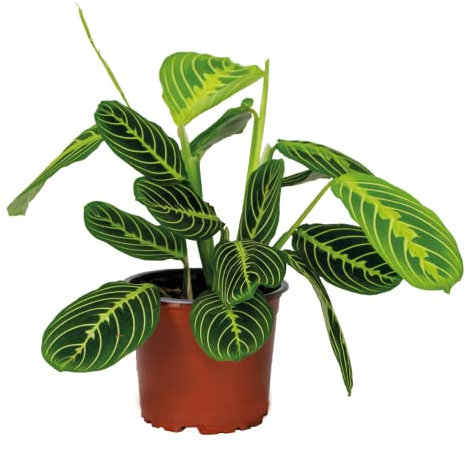Bloomique - Maranta Lemon Lime - Gebetspflanze - Zimmerpflanzen - Luftreinigend - Höhe 10-15 cm - Topf 12 cm