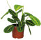 Bloomique - Maranta Lemon Lime - Gebetspflanze - Zimmerpflanzen - Luftreinigend - Höhe 10-15 cm - Topf 12 cm