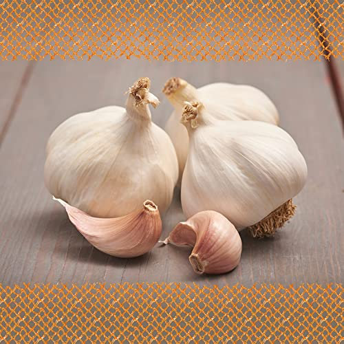 FLORTUS Pflanzknoblauch Morado 500 g | Scharf im Geschmack | Zum Fermentieren oder Einlegen | Ideal für Garten & Hochbeet | Knoblauch pflanzen