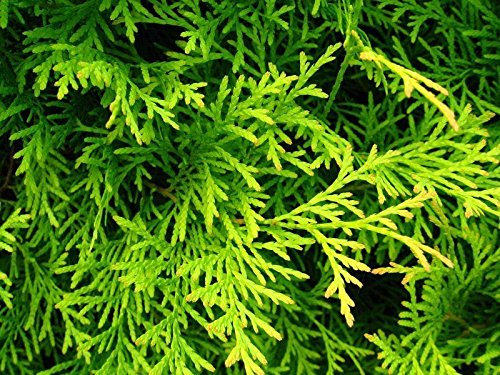 AMERICAN GOLDEN Tuia Thuja occidentalis Aurea 25 SEMI