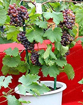 Großer Rabatt! Miniatur-Weinrebe, Terrasse, Syrah Vitis Vinifera, Zimmerpflanze, 50 Früchte, Heim-Obstgarten, 7
