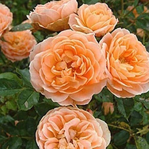 Haloppe 100 Stück Kletterrose Blumen Pflanzensamen für die Bepflanzung des Hausgartens, Kletterrose Samen Blumenpflanze Hausgarten Dach Bonsai Balkon Dekor Gelb