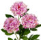 77cm künstliche Pfingstrose Blumen, 3 Stück Fake Pfingstrose Blumen Flieder, Faux Pfingstrose Dekoration für Haus, Büro, Hochzeit, Party Dekoration, Blumenarrangement, Tischaufsteller
