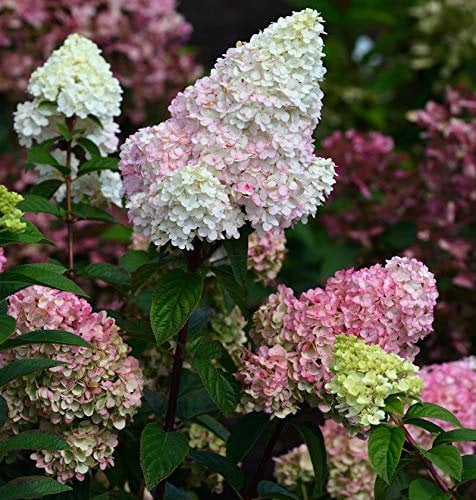 Rispenhortensie Strawberry Blossom®60-80cm - Hydrangea paniculata