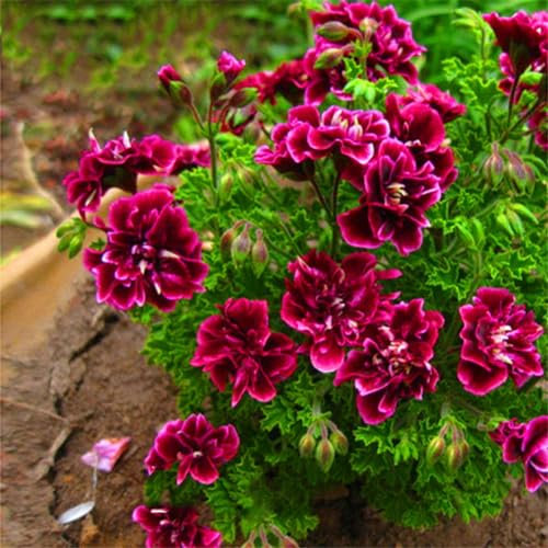 20 semi di fiori di geranio che piantano semi di giardinaggio di bellezza per la casa, bonsai, decorazione del giardino, per piantare ora