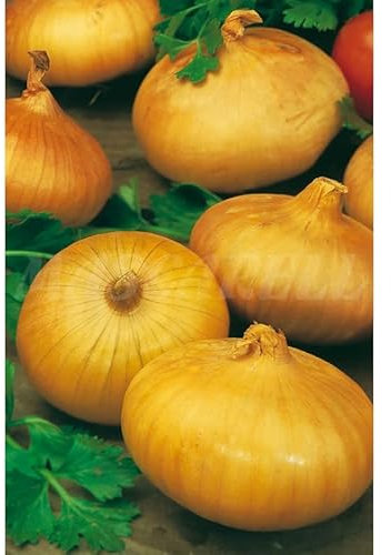 Semillas hortícolas - Cebolla paja virtudes - Mascarell
