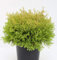 Lebensbaum Rheingold 20-25cm - Thuja occidentalis