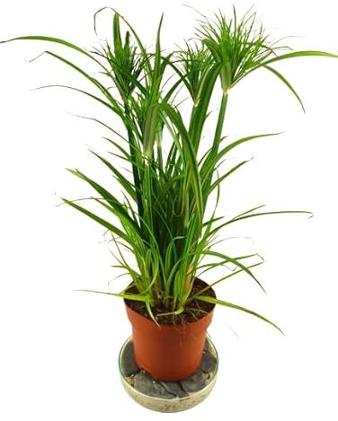 Planta de Papiro Natural Planta de Estanque