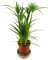 Planta de Papiro Natural Planta de Estanque