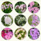 1000 pcs phlox samen bodendecker topfpflanzen draußen winterhart kräuter pflanzen Phlox drummondii,Seltene Pflanzen serie pflanztöpfe balkon hochbeet kräutergarten geschenk wiesensaatgut
