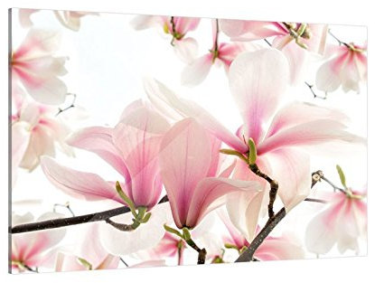 Klebefieber Glasbild Magnolien B x H: 60cm x 40cm
