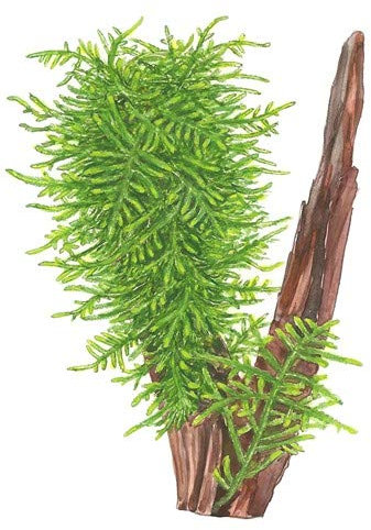 Spiky Moss on Wood - Taxiphyllum 'Spiky' - 10 cm - Live Aquarium Plant