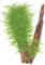 Stachelmoos auf Holz - Taxiphyllum 'Spiky' - 10 cm - lebende Aquariumpflanze