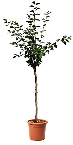 KENTIS – Pflaume Pflanzen – Prunus Domestica – Plum Stanley – Echte Outdoor Pflanzen – Garten Obstbaum – Obstpflanzen – Topf Ø 28 cm