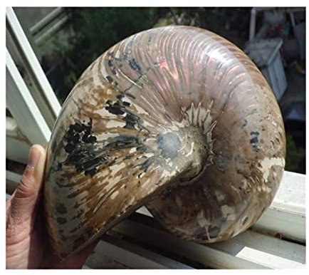 WERWER 3900 g Ammonit Nautilus Shell Jura Fossil Exemplar Madagaskar