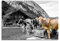 Pixxprint Glasbild, Wandbild aus Echtglas, Kühe auf Almwiese am Trog B&W Detail, 60x40 cm, inkl. Aufhängung und Abstandshalter