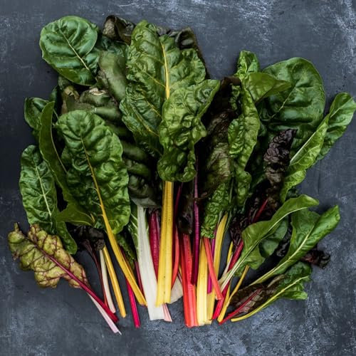 500 pcs mangold rainbow samen, pflanzen für garten, pflanzen garten mangold samen winterhart - Beta vulgaris - gemüsepflanzen, hochbeete für garten balkon gemüse samen, hochbeet balkon