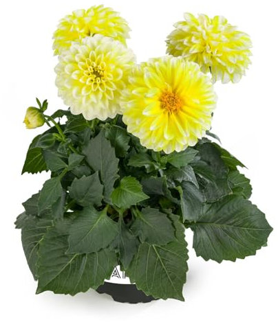 Dalia - Dahlia - Natural La Belleza de la Primavera en tu Hogar