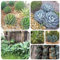 300 pcs Agave Pflanze Samen indoor plants for living room Agave americana gartenpflanzen wildkräuter samen, seltene pflanzen gartenpflanzen winterhart mehrjährig, bonsai samen zimmerbonsai