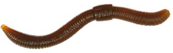 Trout Master Dendrobaena - Realistischer Wurmimitat-Köder aus TPE-Material mit Knoblaucharoma, ideal für erfolgreiches Forellenangeln.
