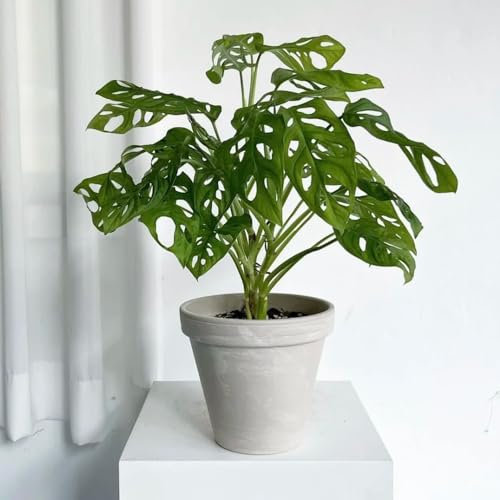 Semi di Monstera variegata- Semi di Monstera- piante decorative, da giardino Semi di piante, piante da ombra, resistenti Piante da interno, di semi di fiori piante 20pcs