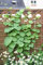Aristolochia macrophylla Pfeifenwinde Kletterpflanze im Topf gewachsen (40-60cm)