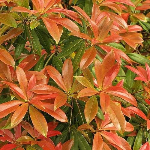 200 Pcs Glanzmispel Samen, Pflanzen Deko, Luftreinigende Zimmerpflanzen (Photinia Serratifolia) Glanzmispel Red Robin Deko Blumen, Geschenke Für Gartenfreunde Hochbeet Samen, Steingartenpflanzen