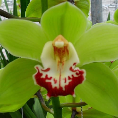 Winterhart,Seltene,Mitternachtsblau Cymbidium mehrjährig,Cymbidium Orchidee,Dekorative,Wasserbedarf gering,Phalaenopsis orchidee echt,Garten.-3knolle-D