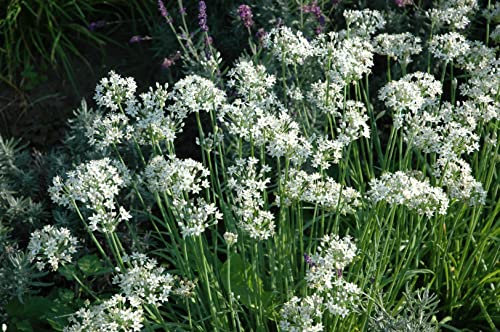 Allium tuberosum ca. 9x9 cm Topf - Schnittknoblauch, weiße Blüten, Blütezeit August-September, ideal für Kräutergärten, bienenfreundlich, pflegeleicht
