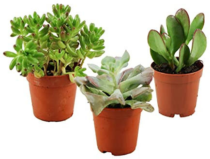 ZynesFlora Mini Sukkulenten Mix im Ø 5.5 cm Pflanztopf - 3 Stück - Succulenten Fettpflanzen Zimmerpflanze Kakteen Kaktus - Höhe: 5-10 cm