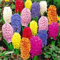 Generic 100 Pz Colore Misto Giacinto Semi di Fiori Pianta Bonsai Giardino di Casa Yard Decor Semi di Erbe per Piantare All'interno o All'aperto Colori assortiti Semi di Giacinto