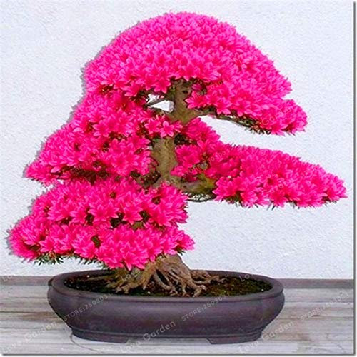. Rare Sakura Bonsai Fiore Cherry Blossoms Cherry Flower Bonsai plants for the House Garden Bonsai 10 pieces: 3: Only Seeds